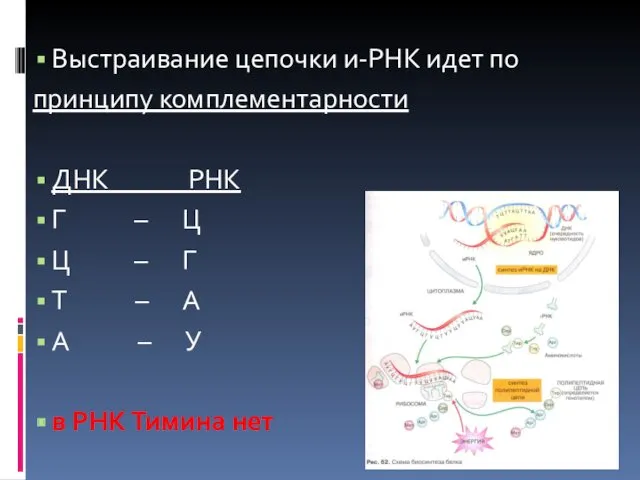 Выстраивание цепочки и-РНК идет по принципу комплементарности ДНК РНК Г