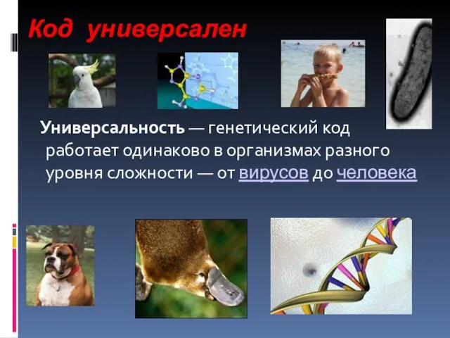 Код универсален Универсальность — генетический код работает одинаково в организмах