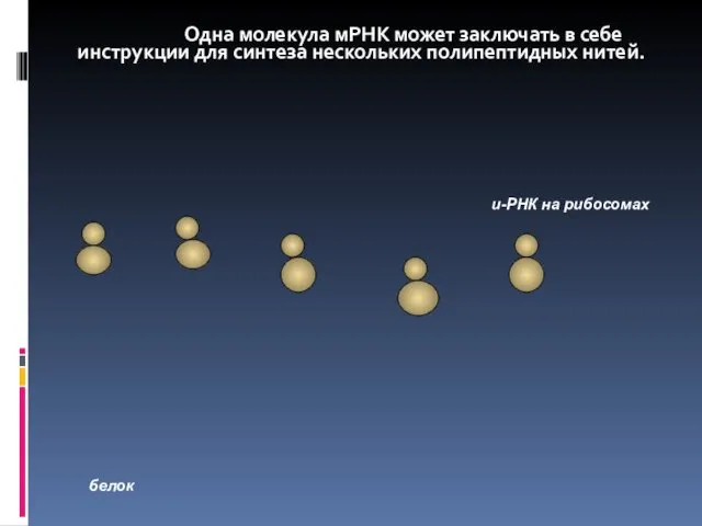 Одна молекула мРНК может заключать в себе инструкции для синтеза