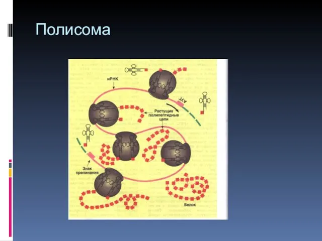 Полисома