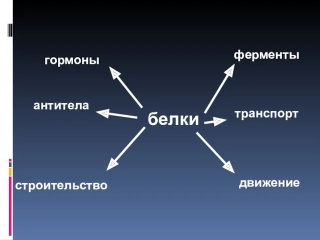 белки транспорт ферменты строительство антитела гормоны движение