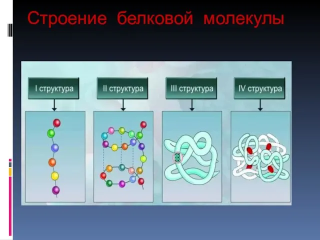 Строение белковой молекулы