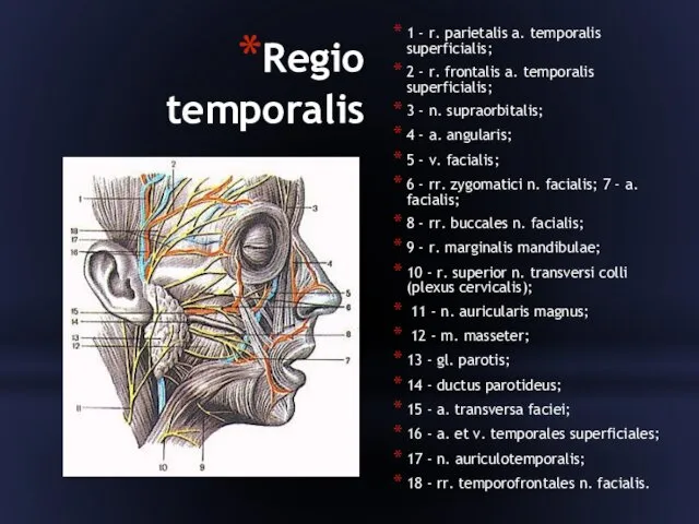 Regio temporalis 1 - r. parietalis a. temporalis superficialis; 2 - r. frontalis