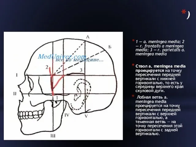 ) 1 — a. meningea media; 2 — r. frontalis a meningea media;