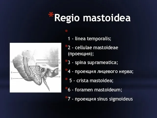Regio mastoidea 1 - linea temporalis; 2 - cellulae mastoideae (проекция); 3 -