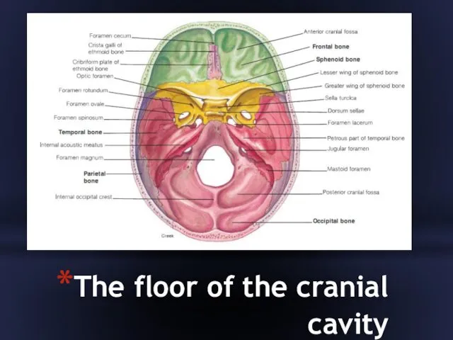 The floor of the cranial cavity