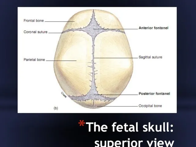 The fetal skull: superior view