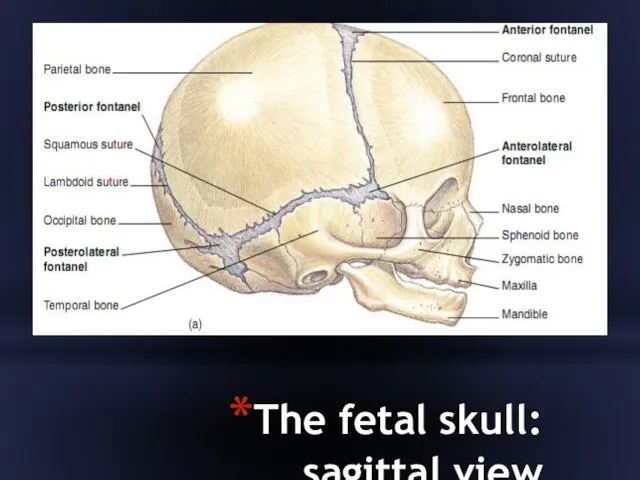 The fetal skull: sagittal view