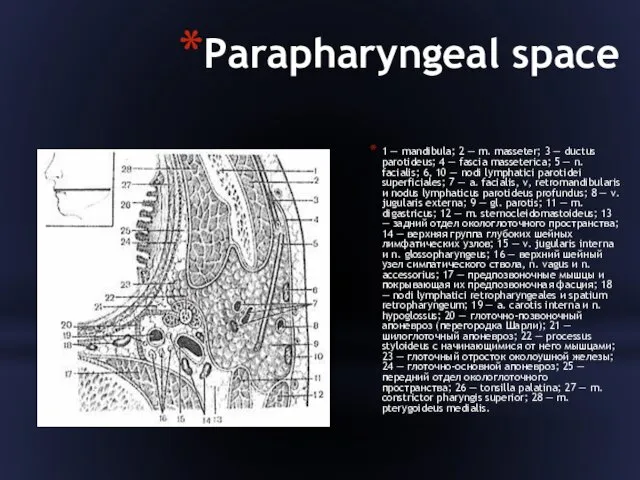 Parapharyngeal space 1 — mandibula; 2 — m. masseter; 3 — ductus parotideus;