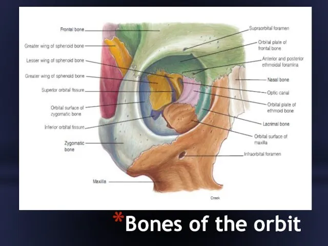 Bones of the orbit