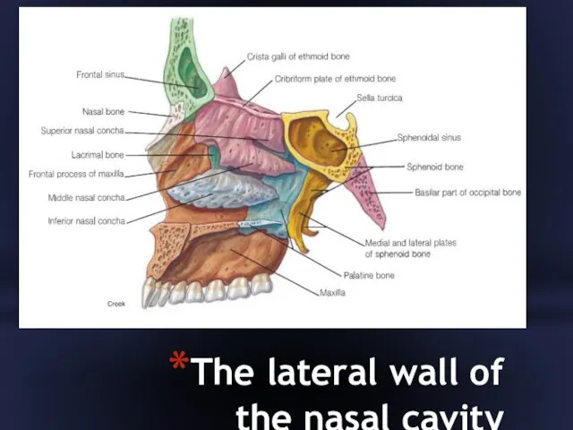 The lateral wall of the nasal cavity