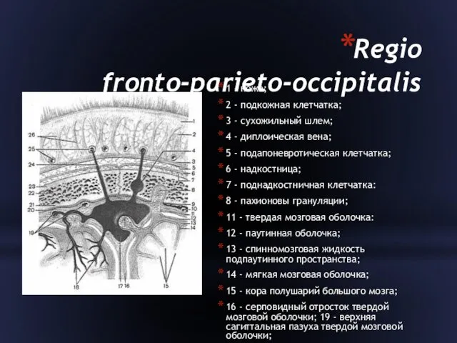 Regio fronto-parieto-occipitalis 1 - кожа; 2 - подкожная клетчатка; 3 - сухожильный шлем;