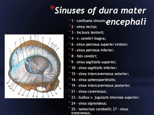 Sinuses of dura mater encephali 1 - confluens sinuum; 2 - sinus rectus;