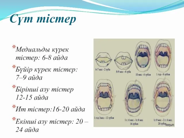 Сүт тістер Медиальды күрек тістер: 6-8 айда Бүйір күрек тістер: