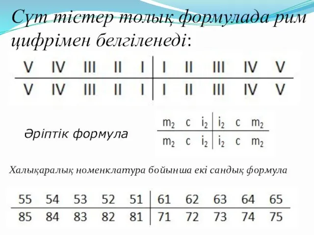 Сүт тістер толық формулада рим цифрімен белгіленеді: Әріптік формула Халықаралық номенклатура бойынша екі сандық формула