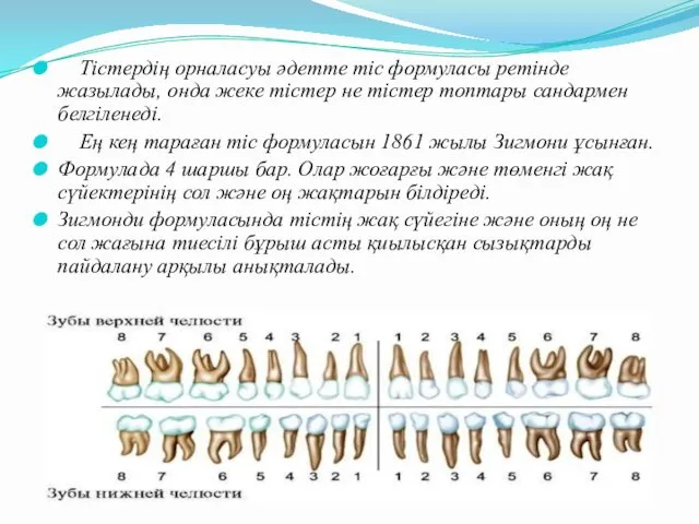 Тістердің орналасуы әдетте тіс формуласы ретінде жазылады, онда жеке тістер