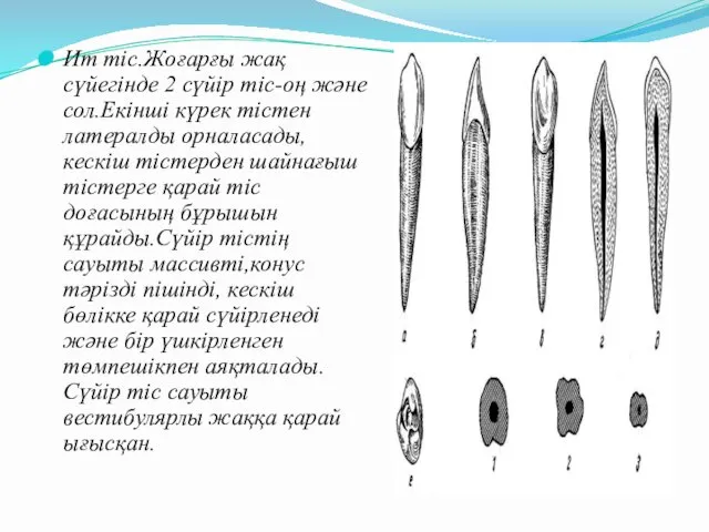 Ит тіс.Жоғарғы жақ сүйегінде 2 сүйір тіс-оң және сол.Екінші күрек