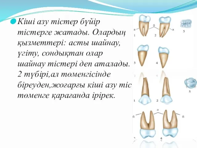 Кіші азу тістер бүйір тістерге жатады. Олардың қызметтері: асты шайнау,