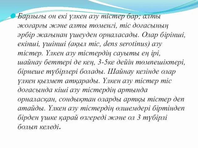 Барлығы он екі үлкен азу тістер бар; алты жоғарғы және