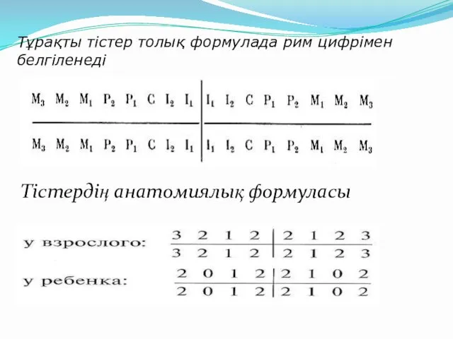 Тұрақты тістердің формулада әріптік белгіленуі Тұрақты тістер толық формулада рим цифрімен белгіленеді Тістердің анатомиялық формуласы