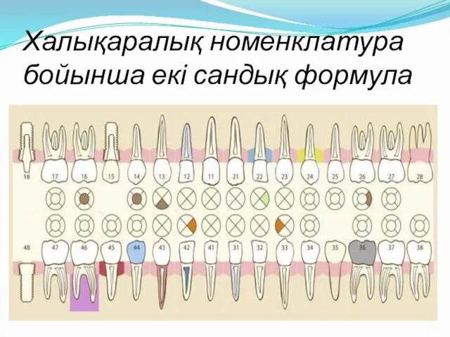 Халықаралық номенклатура бойынша екі сандық формула