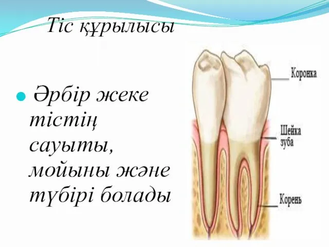 Әрбір жеке тістің сауыты, мойыны және түбірі болады Тіс құрылысы