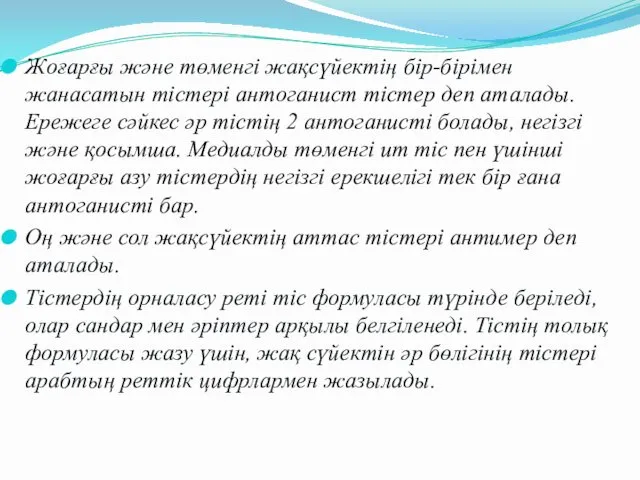 Жоғарғы және төменгі жақсүйектің бір-бірімен жанасатын тістері антоганист тістер деп