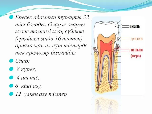 Ересек адамның тұрақты 32 тісі болады. Олар жоғарғы және төменгі