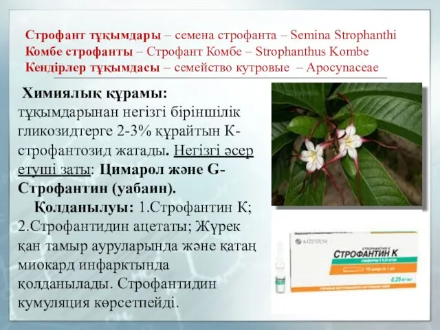 Строфант тұқымдары – семена строфанта – Semina Strophanthi Комбе строфанты