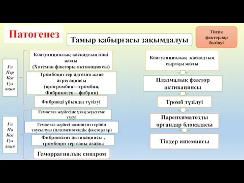 Патогенез Тамыр қабырғасы зақымдалуы Коагуляциялық каскадтың ішкі жолы (Хагеман факторы