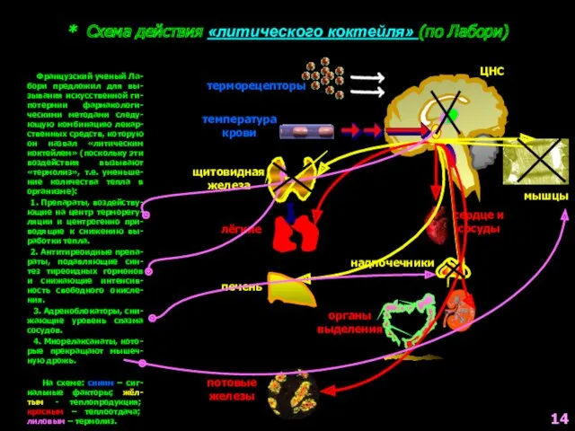 Французский ученый Ла-бори предложил для вы-зывания искусственной ги-потермии фармакологи-ческими методами