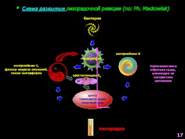 * Схема развития лихорадочной реакции (по: Ph. Mackowiak) бактерия макрофаг