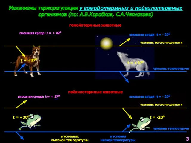 Механизмы терморегуляции у гомойотермных и пойкилотермных организмов (по: А.В.Коробков, С.А.Чеснокова)