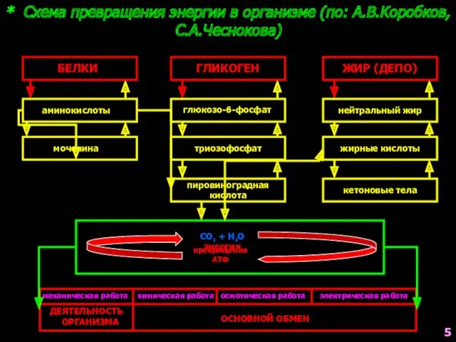 * Схема превращения энергии в организме (по: А.В.Коробков, С.А.Чеснокова) глюкозо-6-фосфат