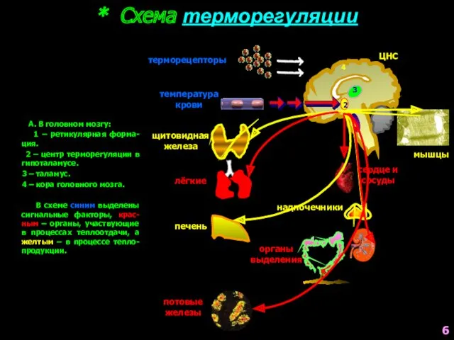 А. В головном мозгу: 1 – ретикулярная форма-ция. 2 –