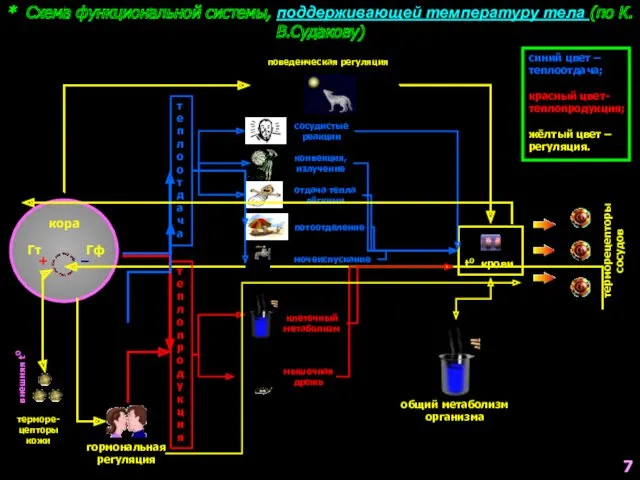 * Схема функциональной системы, поддерживающей температуру тела (по К.В.Судакову) кора