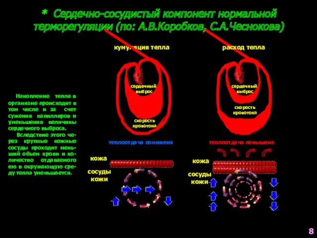 * Сердечно-сосудистый компонент нормальной терморегуляции (по: А.В.Коробков, С.А.Чеснокова) Накопление тепла