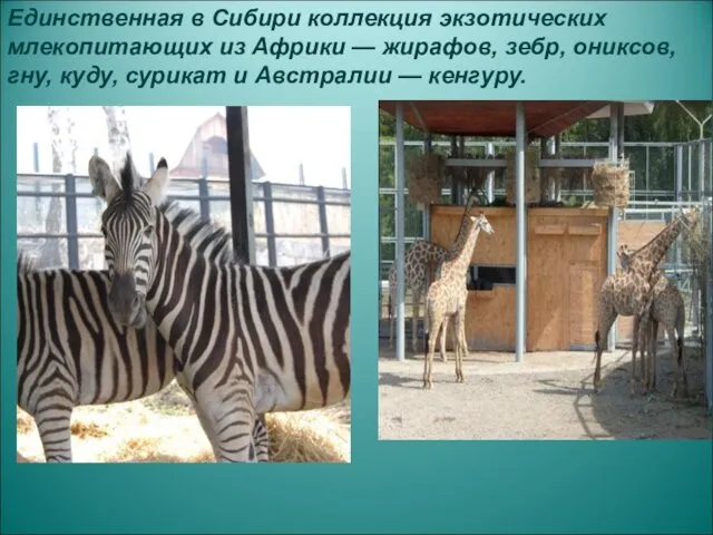Единственная в Сибири коллекция экзотических млекопитающих из Африки — жирафов, зебр, ониксов, гну,