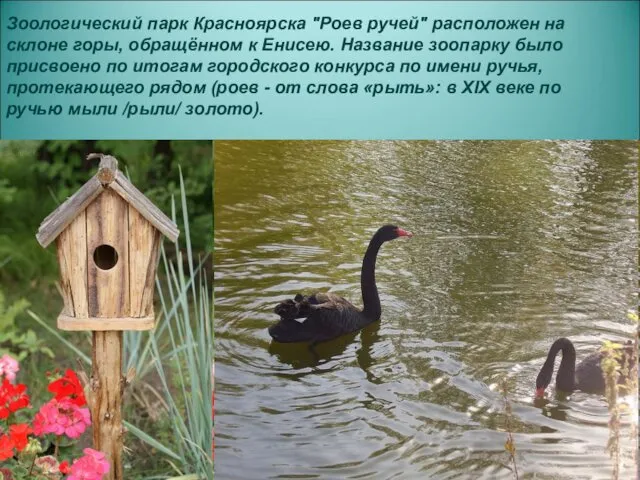 Зоологический парк Красноярска "Роев ручей" расположен на склоне горы, обращённом к Енисею. Название