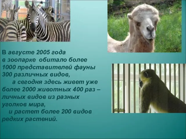 В августе 2005 года в зоопарке обитало более 1000 представителей фауны 300 различных
