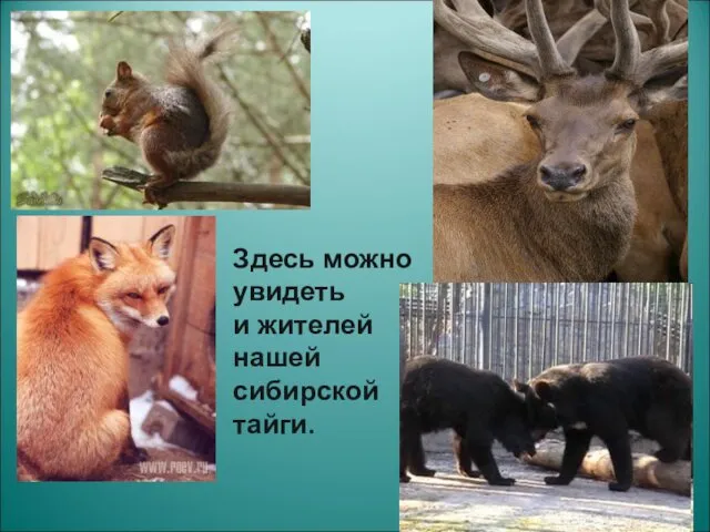 Здесь можно увидеть и жителей нашей сибирской тайги.