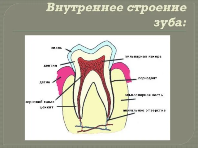 Внутреннее строение зуба: