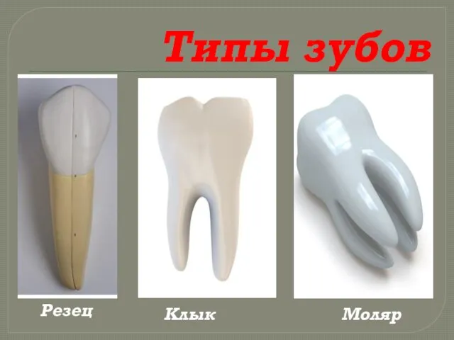 Типы зубов Резец Клык Моляр