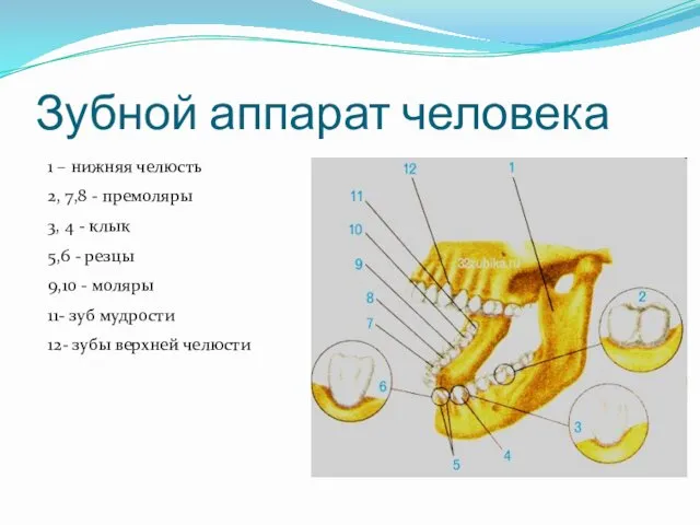 Зубной аппарат человека 1 – нижняя челюсть 2, 7,8 -