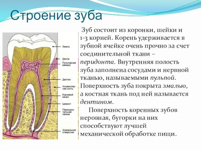 Строение зуба Зуб состоит из коронки, шейки и 1-3 корней.