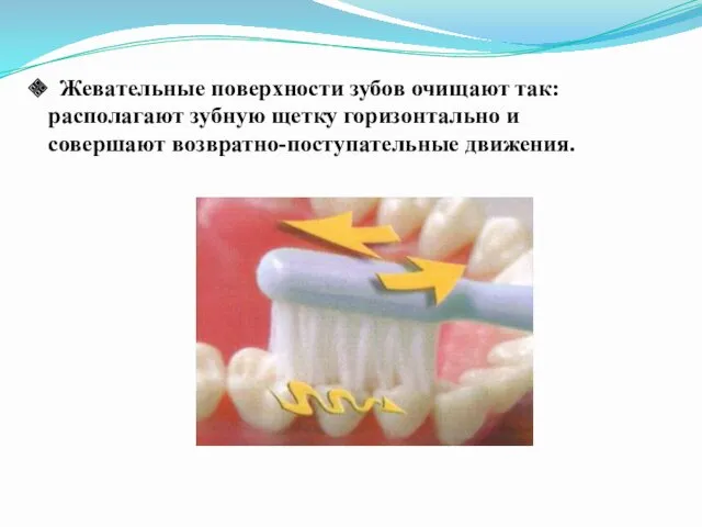 Жевательные поверхности зубов очищают так: располагают зубную щетку горизонтально и совершают возвратно-поступательные движения.