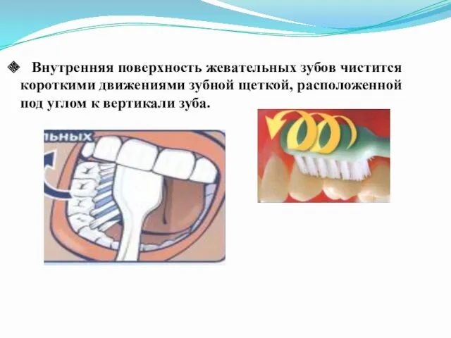 Внутренняя поверхность жевательных зубов чистится короткими движениями зубной щеткой, расположенной под углом к вертикали зуба.