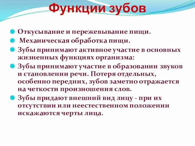 Функции зубов Откусывание и пережевывание пищи. Механическая обработка пищи. Зубы