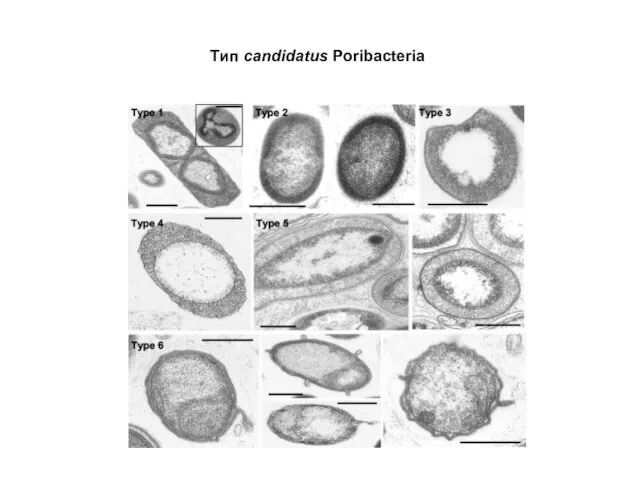 Тип candidatus Poribacteria