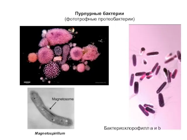 Пурпурные бактерии (фототрофные протеобактерии) Magnetospirillum Бактериохлорофилл a и b